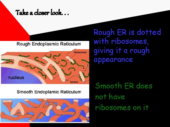 Take a closer look. . . Rough ER is dotted with ribosomes, giving it