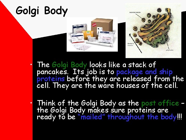 Golgi Body • The Golgi Body looks like a stack of pancakes. Its job