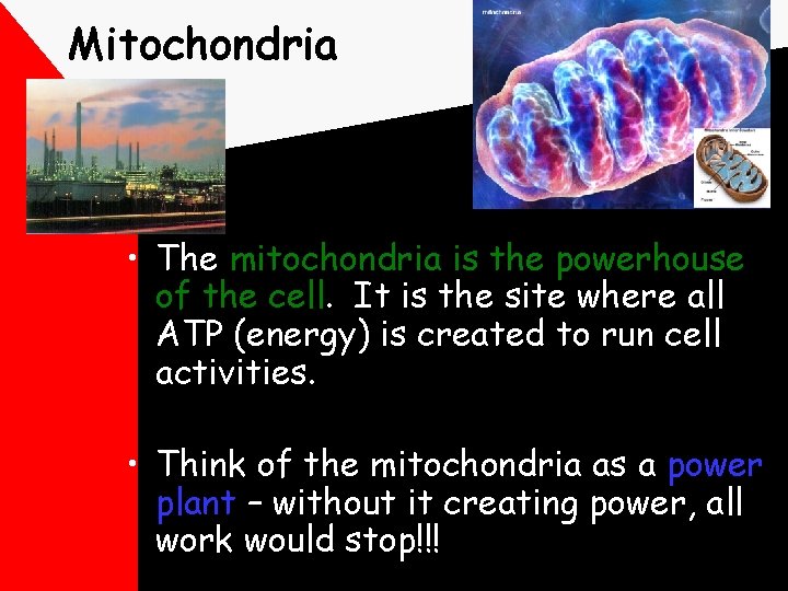 Mitochondria • The mitochondria is the powerhouse of the cell. It is the site