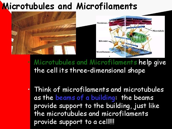 Microtubules and Microfilaments • Microtubules and Microfilaments help give the cell its three-dimensional shape