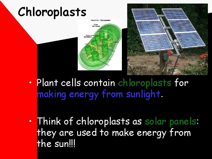Chloroplasts • Plant cells contain chloroplasts for making energy from sunlight. • Think of