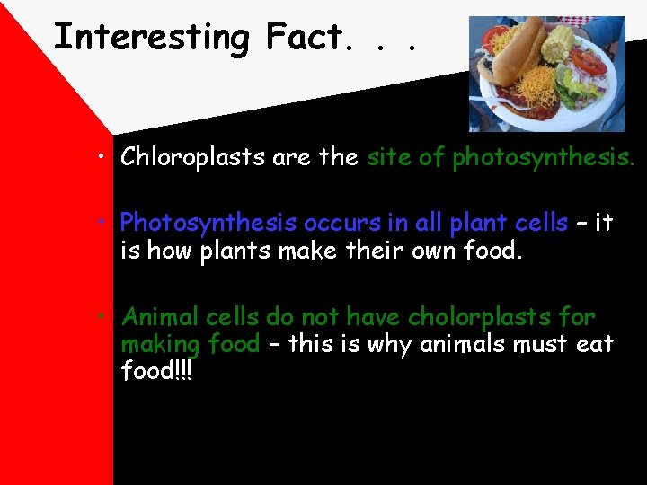 Interesting Fact. . . • Chloroplasts are the site of photosynthesis. • Photosynthesis occurs