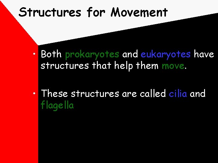 Structures for Movement • Both prokaryotes and eukaryotes have structures that help them move.