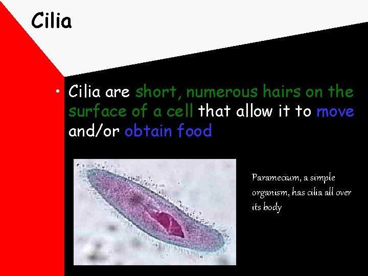 Cilia • Cilia are short, numerous hairs on the surface of a cell that
