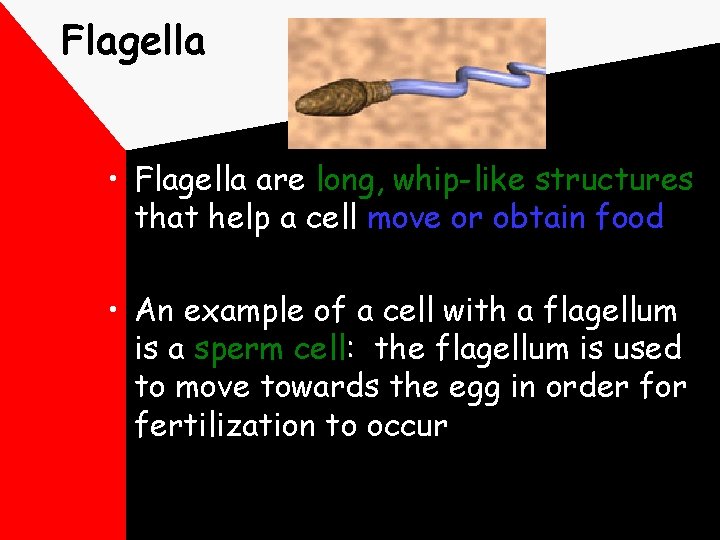 Flagella • Flagella are long, whip-like structures that help a cell move or obtain