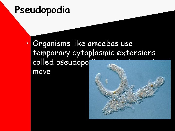 Pseudopodia • Organisms like amoebas use temporary cytoplasmic extensions called pseudopodia to stretch and