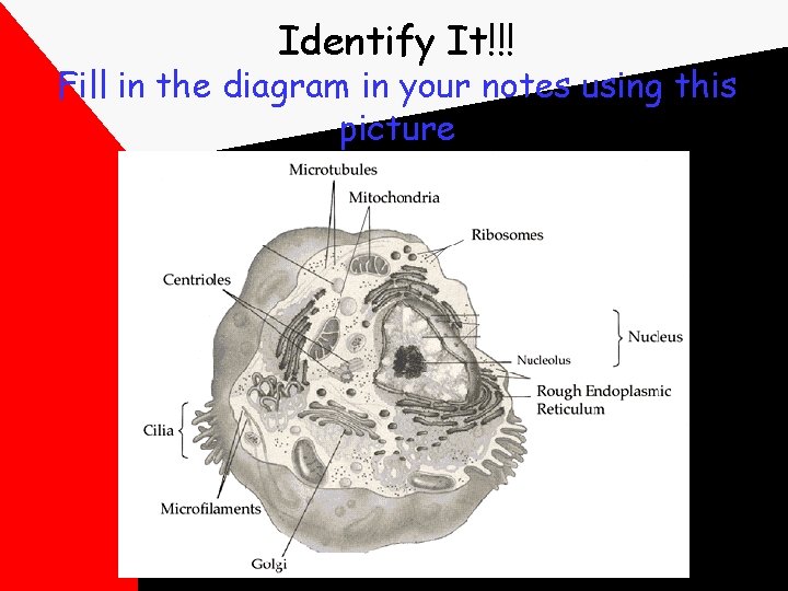 Identify It!!! Fill in the diagram in your notes using this picture 