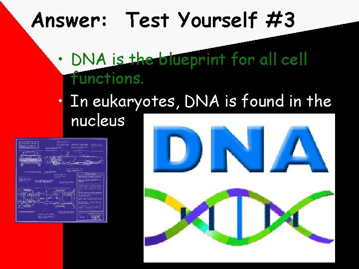 Answer: Test Yourself #3 • DNA is the blueprint for all cell functions. •