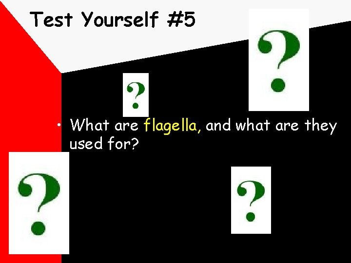 Test Yourself #5 • What are flagella, and what are they used for? 