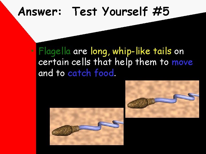 Answer: Test Yourself #5 • Flagella are long, whip-like tails on certain cells that