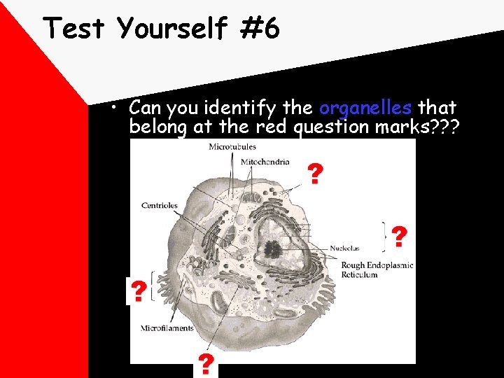 Test Yourself #6 • Can you identify the organelles that belong at the red