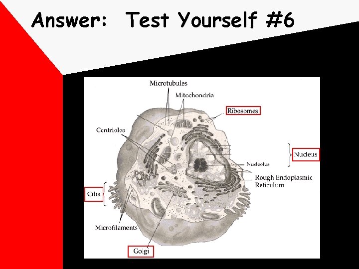 Answer: Test Yourself #6 