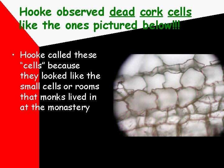 Hooke observed dead cork cells like the ones pictured below!!! • Hooke called these