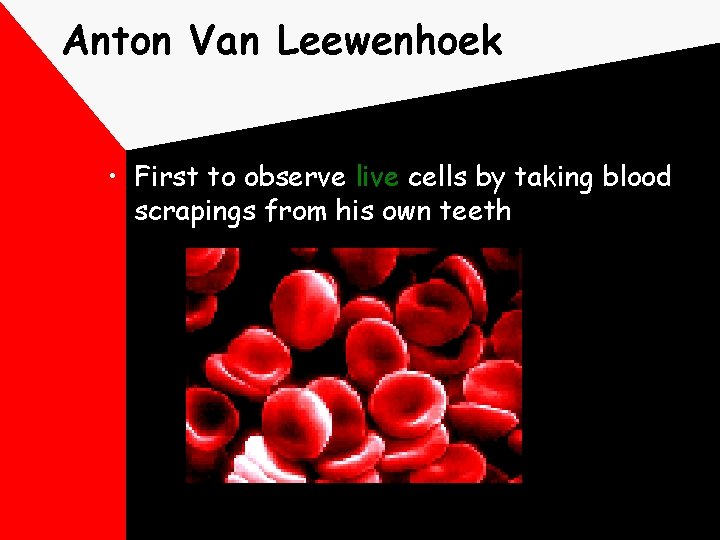 Anton Van Leewenhoek • First to observe live cells by taking blood scrapings from