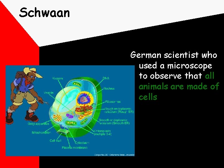 Schwaan German scientist who used a microscope to observe that all animals are made