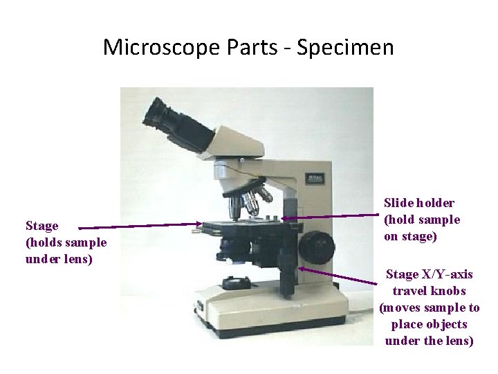 Microscope Parts - Specimen Stage (holds sample under lens) Slide holder (hold sample on