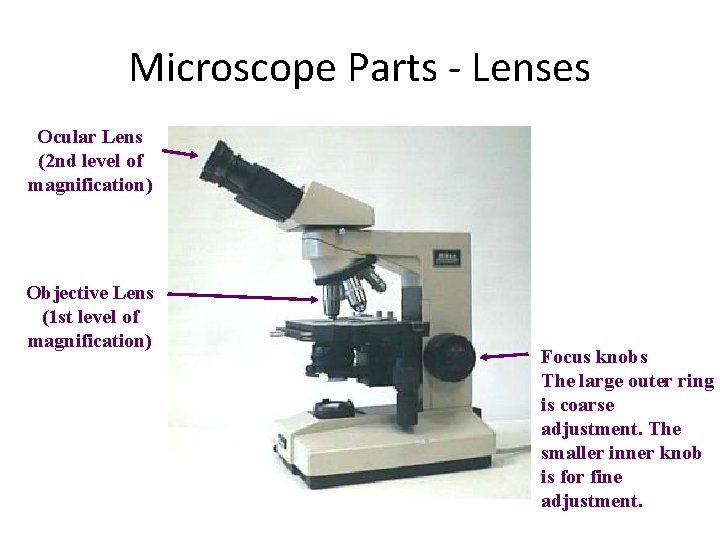 Microscope Parts - Lenses Ocular Lens (2 nd level of magnification) Objective Lens (1