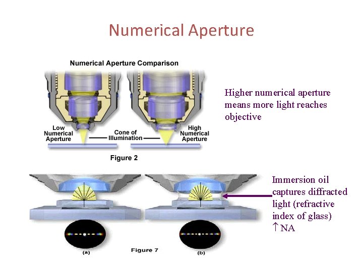 Numerical Aperture Higher numerical aperture means more light reaches objective Immersion oil captures diffracted