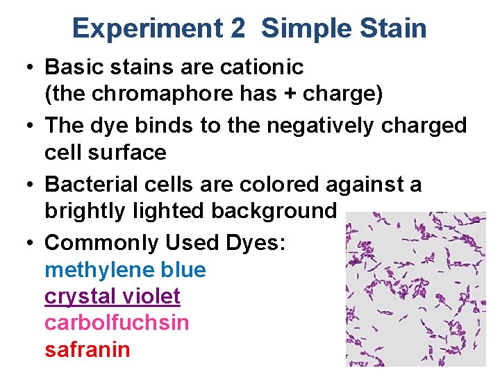 Experiment 2 Simple Stain • Basic stains are cationic (the chromaphore has + charge)