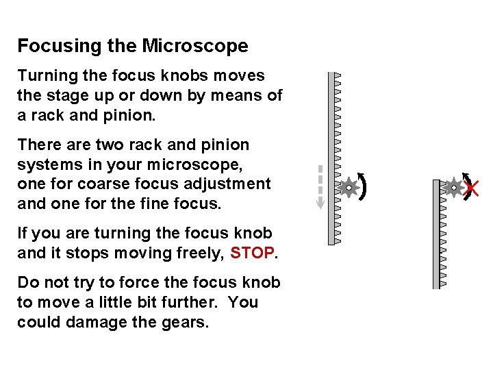 Focusing the Microscope Turning the focus knobs moves the stage up or down by