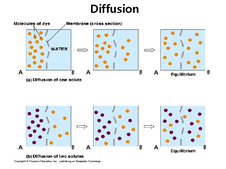 Diffusion A B A B A B B 
