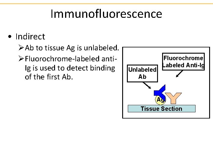 Immunofluorescence • Indirect ØAb to tissue Ag is unlabeled. ØFluorochrome-labeled anti. Ig is used