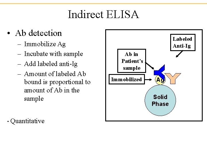 Indirect ELISA • Ab detection – – Immobilize Ag Incubate with sample Add labeled