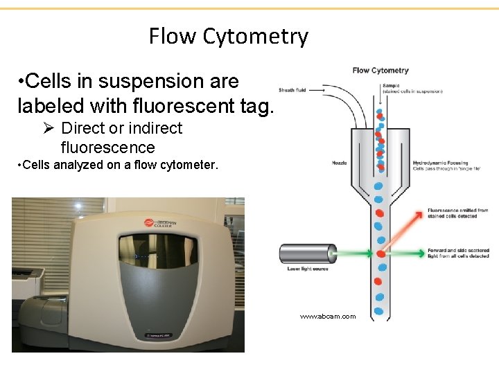 Flow Cytometry • Cells in suspension are labeled with fluorescent tag. Ø Direct or