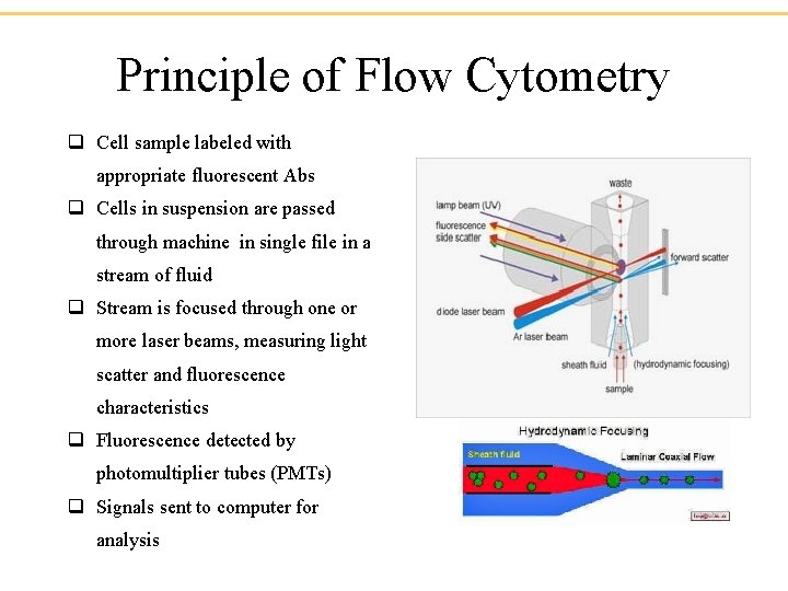 Principle of Flow Cytometry q Cell sample labeled with appropriate fluorescent Abs q Cells