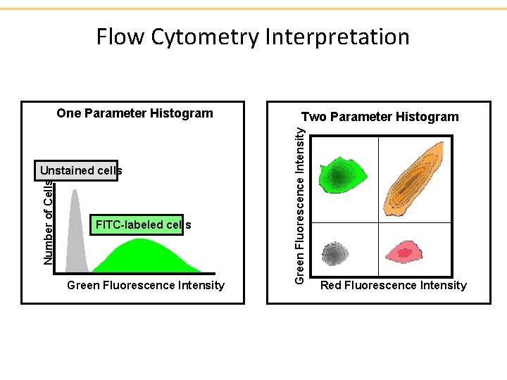 Flow Cytometry Interpretation Number of Cells Unstained cells FITC-labeled cells Green Fluorescence Intensity Two