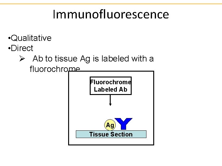 Immunofluorescence • Qualitative • Direct Ø Ab to tissue Ag is labeled with a