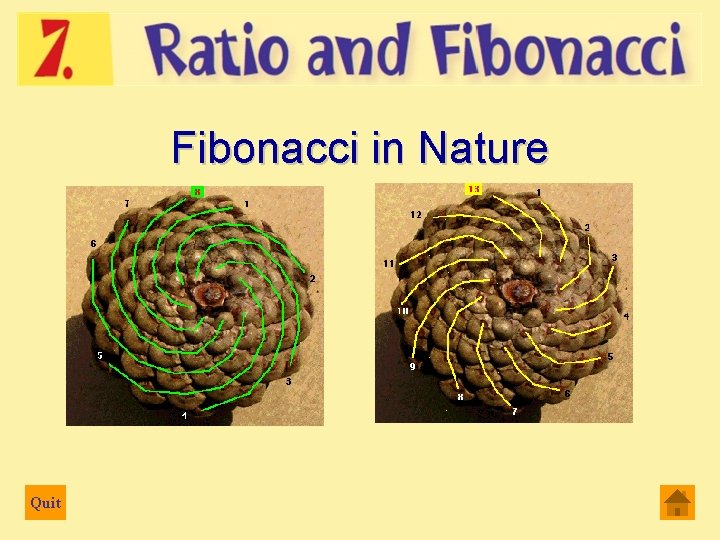 Fibonacci in Nature Quit 