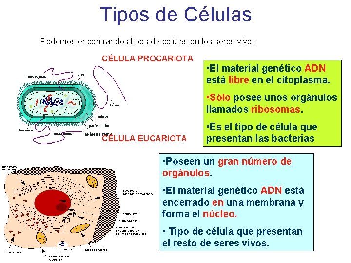 Tipos de Células Podemos encontrar dos tipos de células en los seres vivos: CÉLULA