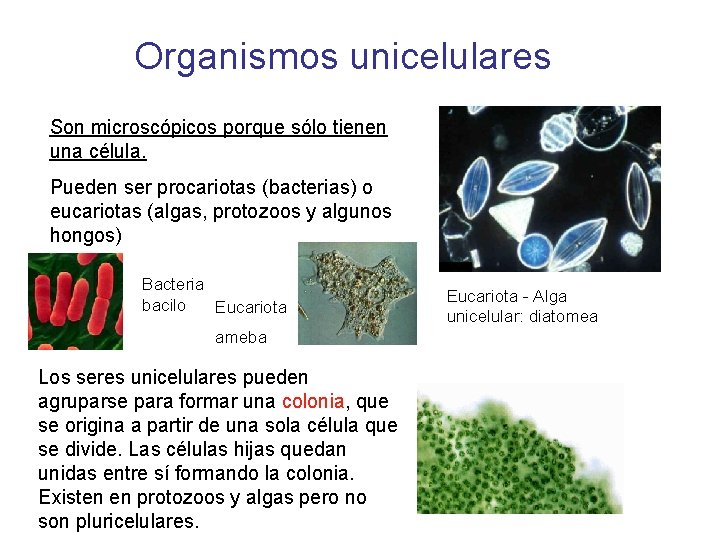 Organismos unicelulares Son microscópicos porque sólo tienen una célula. Pueden ser procariotas (bacterias) o
