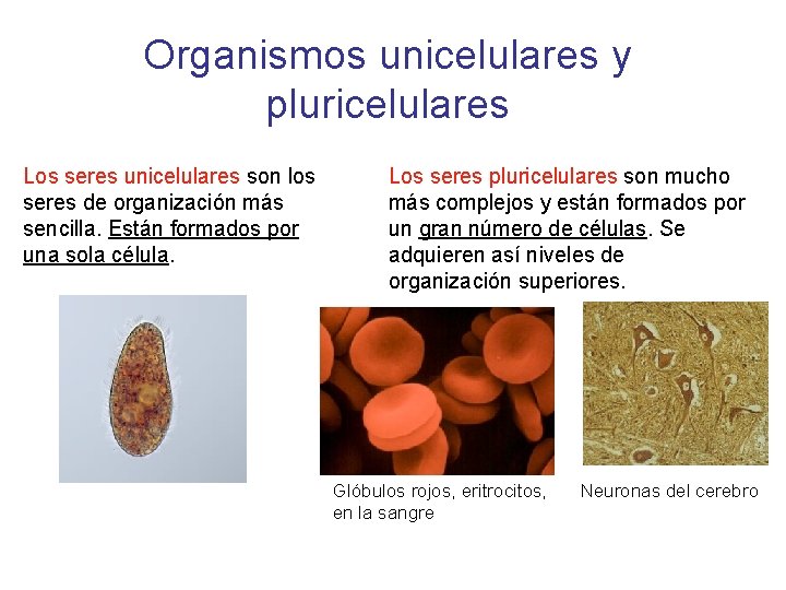 Organismos unicelulares y pluricelulares Los seres unicelulares son los seres de organización más sencilla.