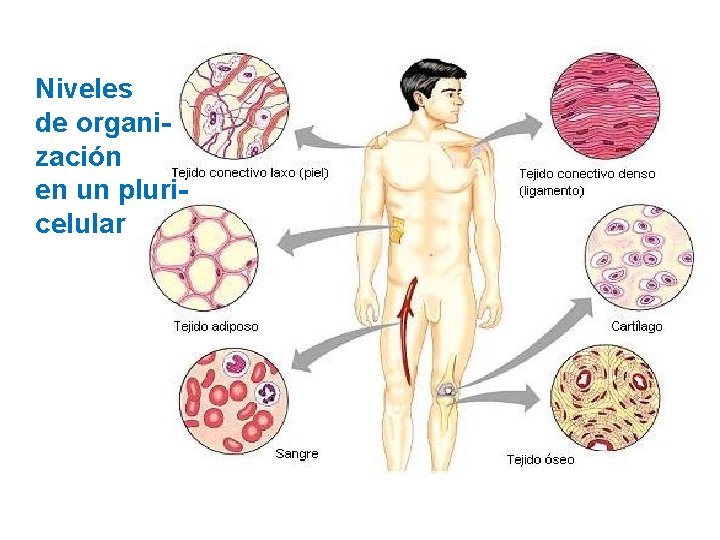 Niveles de organización en un pluricelular 