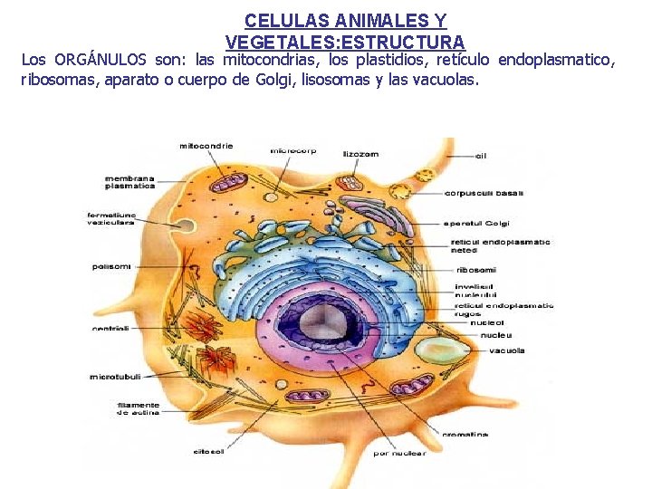 CELULAS ANIMALES Y VEGETALES: ESTRUCTURA Los ORGÁNULOS son: las mitocondrias, los plastidios, retículo endoplasmatico,