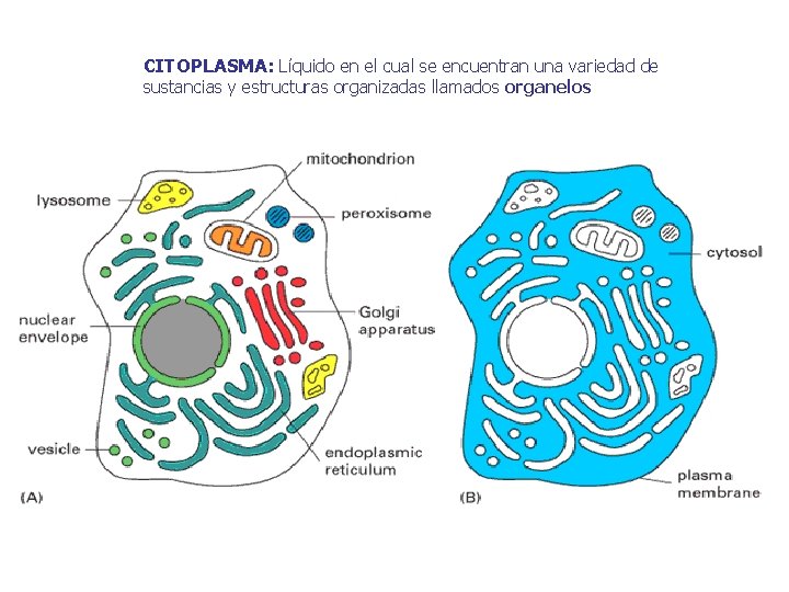 CITOPLASMA: Líquido en el cual se encuentran una variedad de sustancias y estructuras organizadas