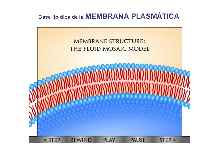 Base lipídica de la MEMBRANA PLASMÁTICA 