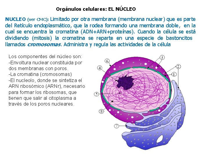 Orgánulos celulares: EL NÚCLEO NUCLEO (ver CMC): Limitado por otra membrana (membrana nuclear) que