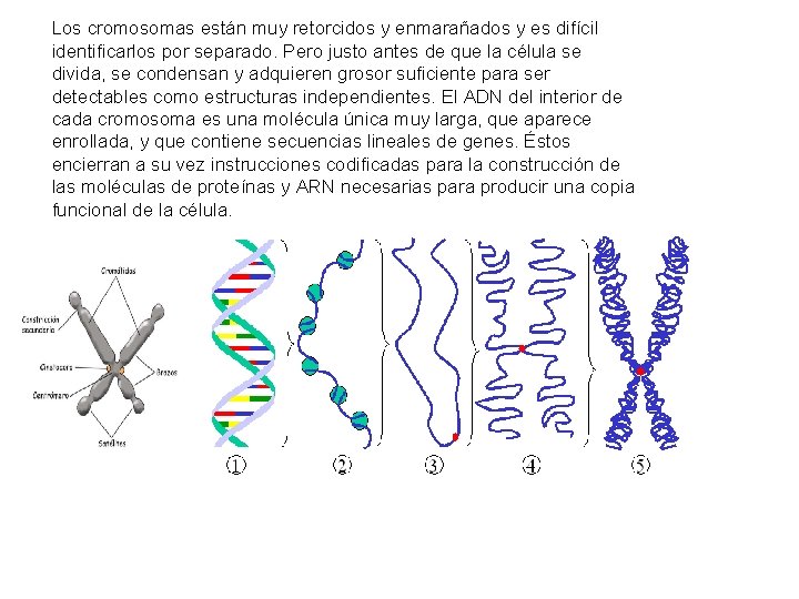 Los cromosomas están muy retorcidos y enmarañados y es difícil identificarlos por separado. Pero