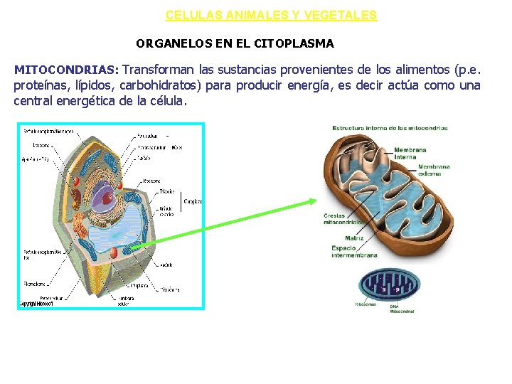 CELULAS ANIMALES Y VEGETALES ORGANELOS EN EL CITOPLASMA MITOCONDRIAS: Transforman las sustancias provenientes de