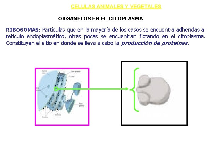 CELULAS ANIMALES Y VEGETALES ORGANELOS EN EL CITOPLASMA RIBOSOMAS: Partículas que en la mayoría