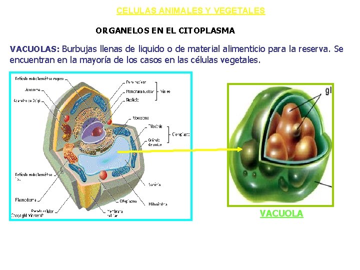 CELULAS ANIMALES Y VEGETALES ORGANELOS EN EL CITOPLASMA VACUOLAS: Burbujas llenas de liquido o