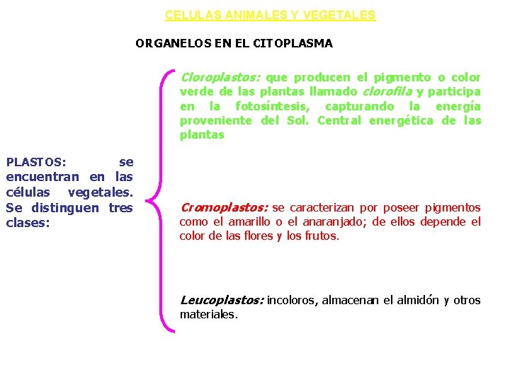 CELULAS ANIMALES Y VEGETALES ORGANELOS EN EL CITOPLASMA Cloroplastos: que producen el pigmento o