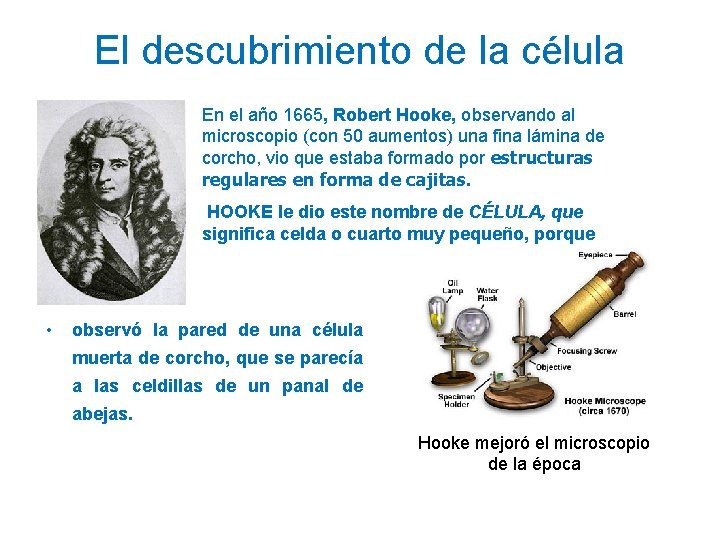 El descubrimiento de la célula En el año 1665, Robert Hooke, observando al microscopio
