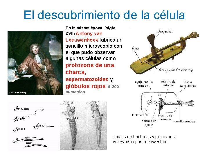 El descubrimiento de la célula En la misma época, (siglo XVII) Antony van Leeuwenhoek