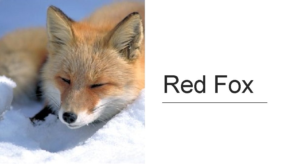 Red Fox 