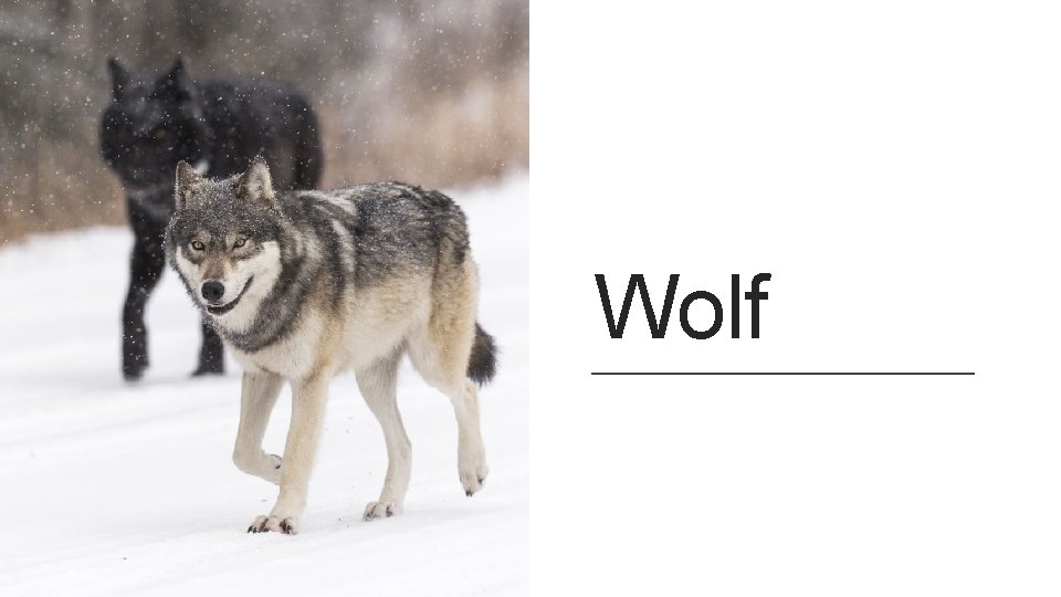 Wolf 