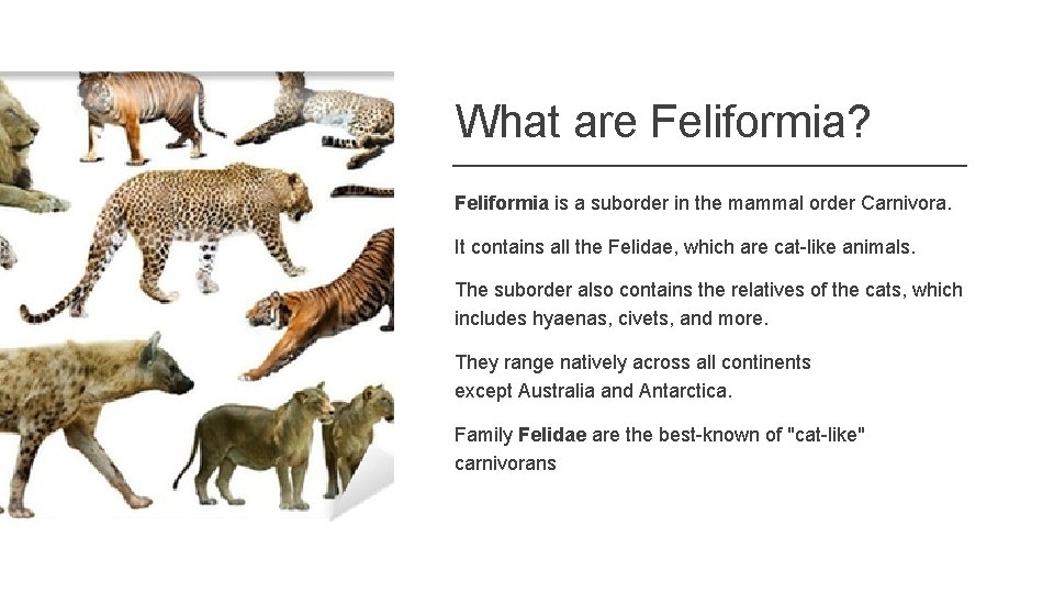 What are Feliformia? Feliformia is a suborder in the mammal order Carnivora. It contains